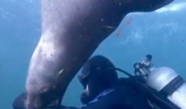 海狮视频,海洋萌宝的趣味瞬间