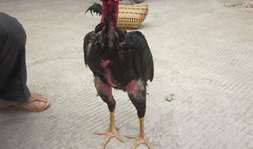 杀鸡视频,高清视频带你直击真实屠宰过程